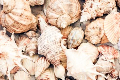 Seashells on the sand, summer beach background, travel concept with copy spac Stock Photos