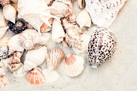 Seashells on the sand, summer beach background, travel concept with copy spac Stock Photos