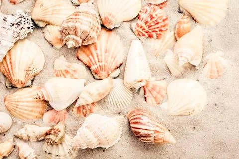 Seashells on the sand, summer beach background, travel concept with copy spac Stock Photos