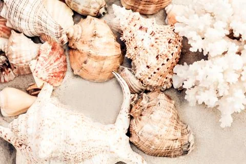 Seashells on the sand, summer beach background, travel concept with copy spac Stock Photos
