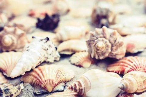 Seashells on the sand, summer beach background travel concept with copy space Stock Photos