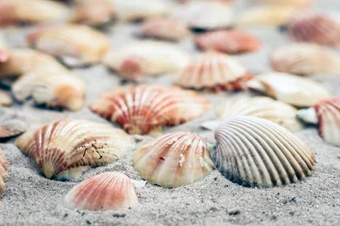 Seashells on the sand, summer beach background travel concept with copy space 스톡 사진