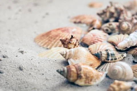 Seashells on the sand, summer beach background travel concept with copy space Stock Photos