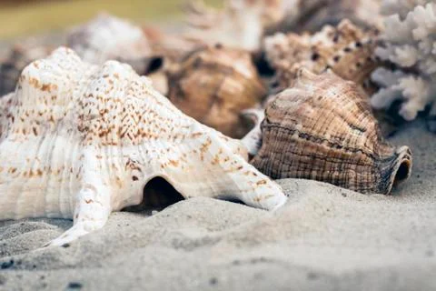 Seashells on the sand, summer beach background travel concept with copy space Stock Photos