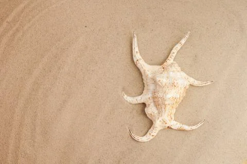 Seashells on the sand, summer beach background travel concept with copy space Stock Photos