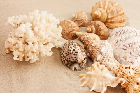 Seashells on the sand, summer beach background travel concept with copy space Stock Photos