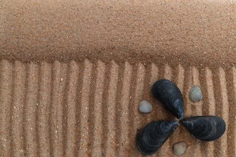 Seashells in the sand, there is a place for text Stock Photos