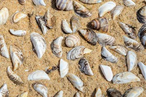 Seashells on the Sand Top View Stock Photos