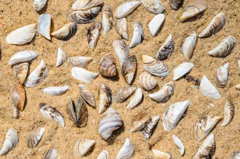 Seashells on the Sand Top View Stock Photos