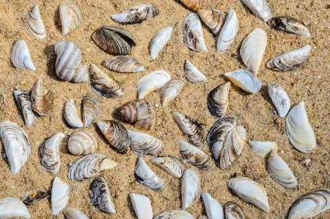 Seashells on the Sand Top View Stock Photos
