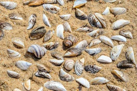 Seashells on the Sand Top View Stock Photos