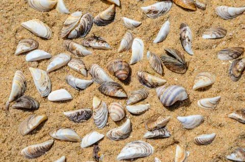 Seashells on the Sand Top View Stock Photos