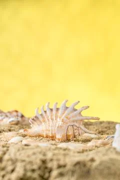 Seashells on the sand, yellow background, space for text, vacation concept Foto stock