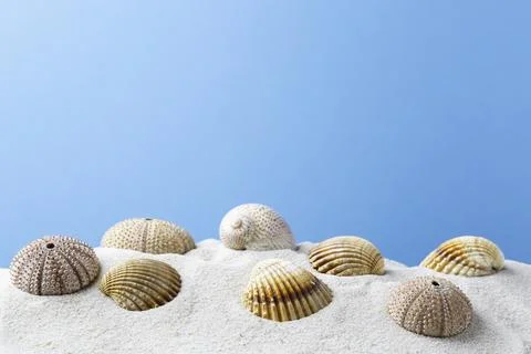 Seashells on a sandy beach blue background Stock Photos