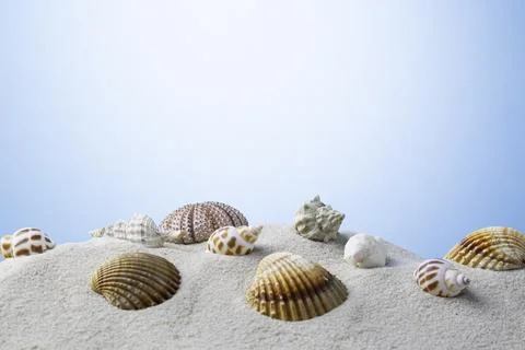 Seashells on a sandy beach blue background Stock Photos