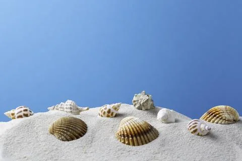 Seashells on a sandy beach blue background Stock Photos