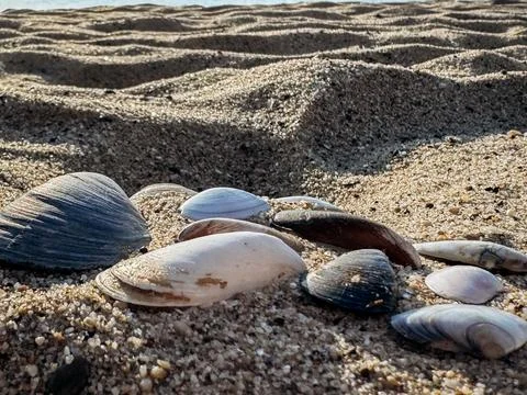 Seashells on Sandy Beach Colorful seashells on golden sand background captu.. Stock Photos