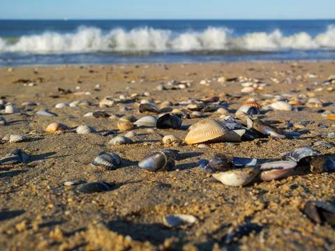 Seashells on sandy beach with ocean waves Stock Photos