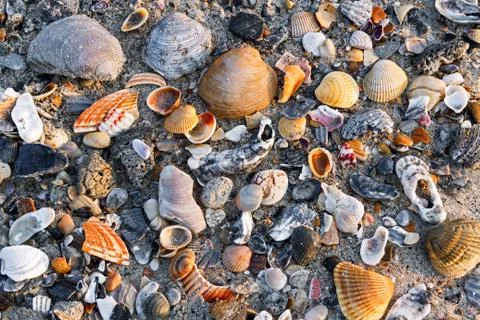 Seashells on Sandy Beach Stock Photos