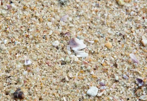 Seashells on sandy beach Stock Photos
