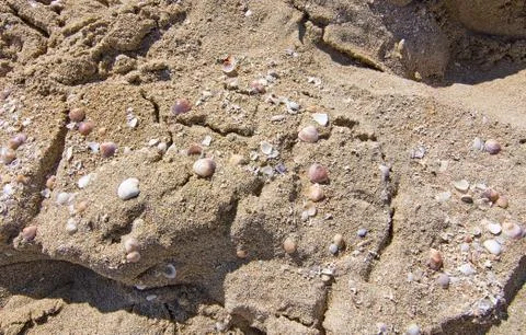 Seashells on sandy beach Stock Photos