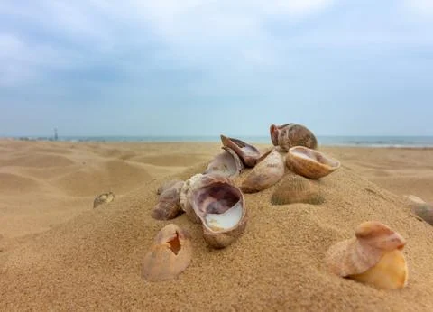 Seashells on a Sandy Beach Stock Photos