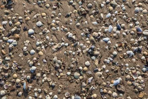 Seashells on sandy beach Stock Photos