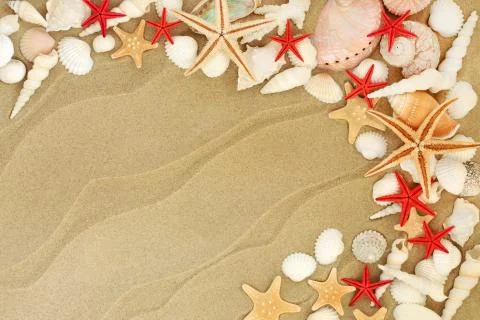 Seashells on a Sandy Beach Stock Photos