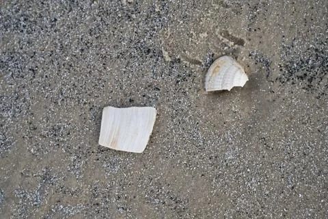 Seashells on Sandy Beach Stock Photos
