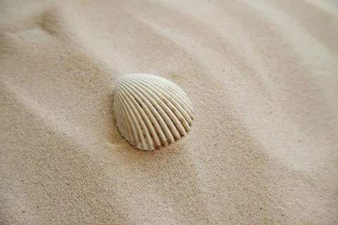 Seashells on a sandy beach. Summer background. Travel to sea countries Stock Photos