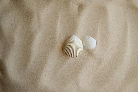 Seashells on a sandy beach. Summer background. Travel to sea countries Stock Photos