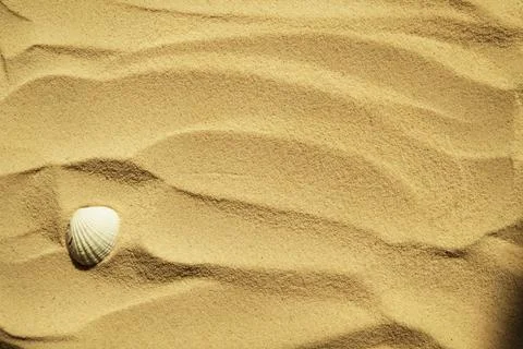 Seashells on a sandy beach. Summer background. Travel to sea countries Stock Photos
