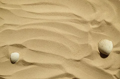 Seashells on a sandy beach. Summer background. Travel to sea countries Stock Photos