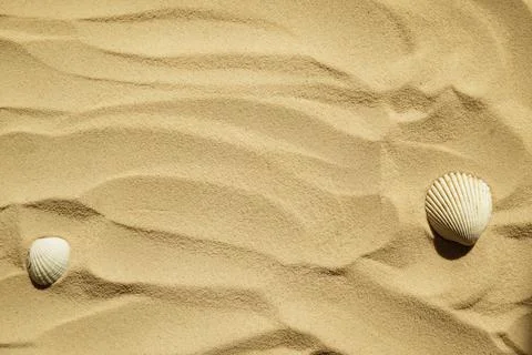 Seashells on a sandy beach. Summer background. Travel to sea countries Stock Photos