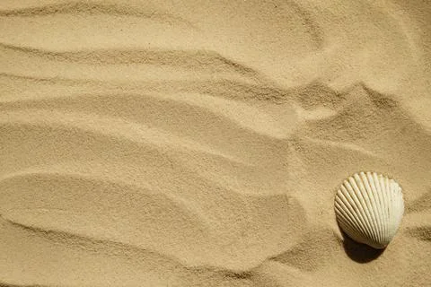 Seashells on a sandy beach. Summer background. Travel to sea countries Stock Photos