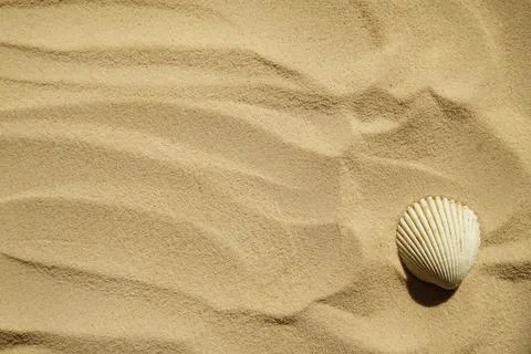 Seashells on a sandy beach. Summer background. Travel to sea countries Stock Photos