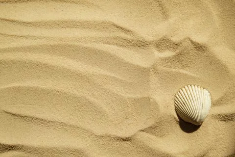 Seashells on a sandy beach. Summer background. Travel to sea countries Stock Photos