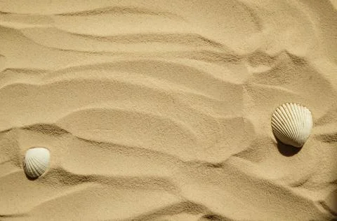 Seashells on a sandy beach. Summer background. Travel to sea countries Stock Photos
