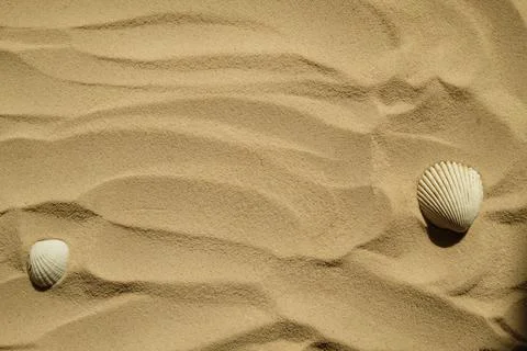 Seashells on a sandy beach. Summer background. Travel to sea countries Stock Photos