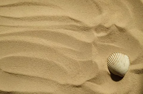 Seashells on a sandy beach. Summer background. Travel to sea countries Stock Photos