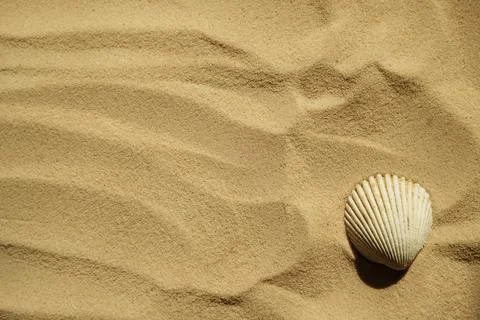 Seashells on a sandy beach. Summer background. Travel to sea countries Stock Photos