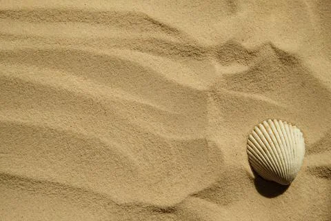 Seashells on a sandy beach. Summer background. Travel to sea countries Stock Photos