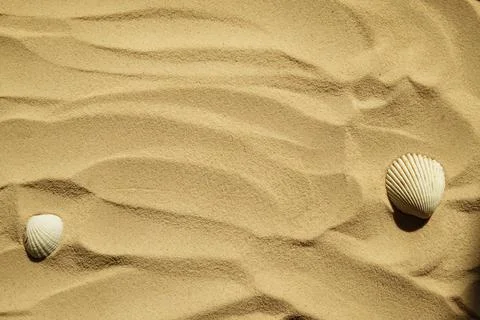 Seashells on a sandy beach. Summer background. Travel to sea countries Stock Photos