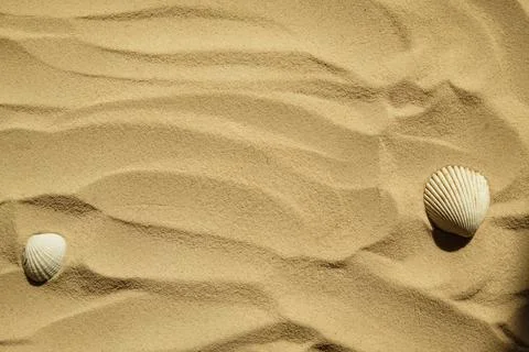 Seashells on a sandy beach. Summer background. Travel to sea countries Stock Photos