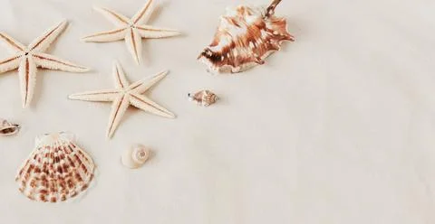 Seashells on sandy beach texture background with copy space. Summer vacation bac Stock Photos