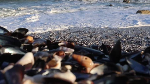 Seashells Scattered on Ocean Shore Under Sunlight Stock Footage 310952076