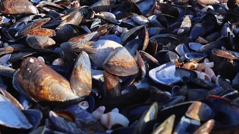 Seashells Scattered on Ocean Shore Under Sunlight Stock Footage 310952164