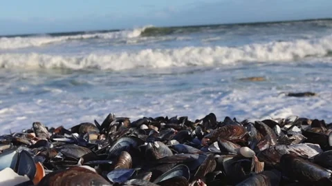 Seashells Scattered on Ocean Shore Under Sunlight Stock Footage 310952165
