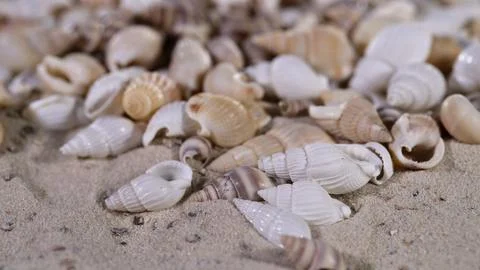 Seashells scattered on a sandy beach during the daylight hours near the ocean Stockfoto's