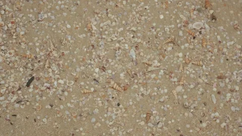 Seashells scattered on sandy beach, macro natural texture and pattern concept Stock Footage 320236165